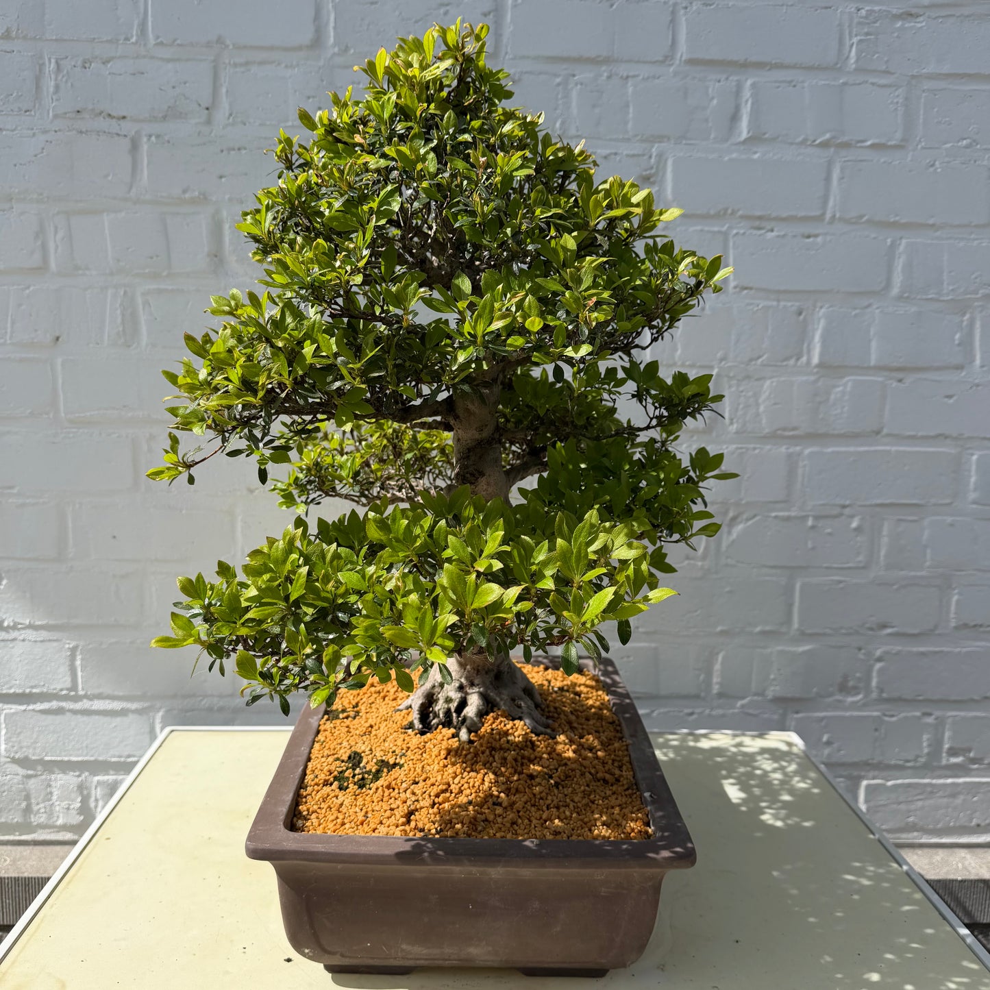 Satsuki Azalea Bonsai (Syouhounohikari) – 50 cm