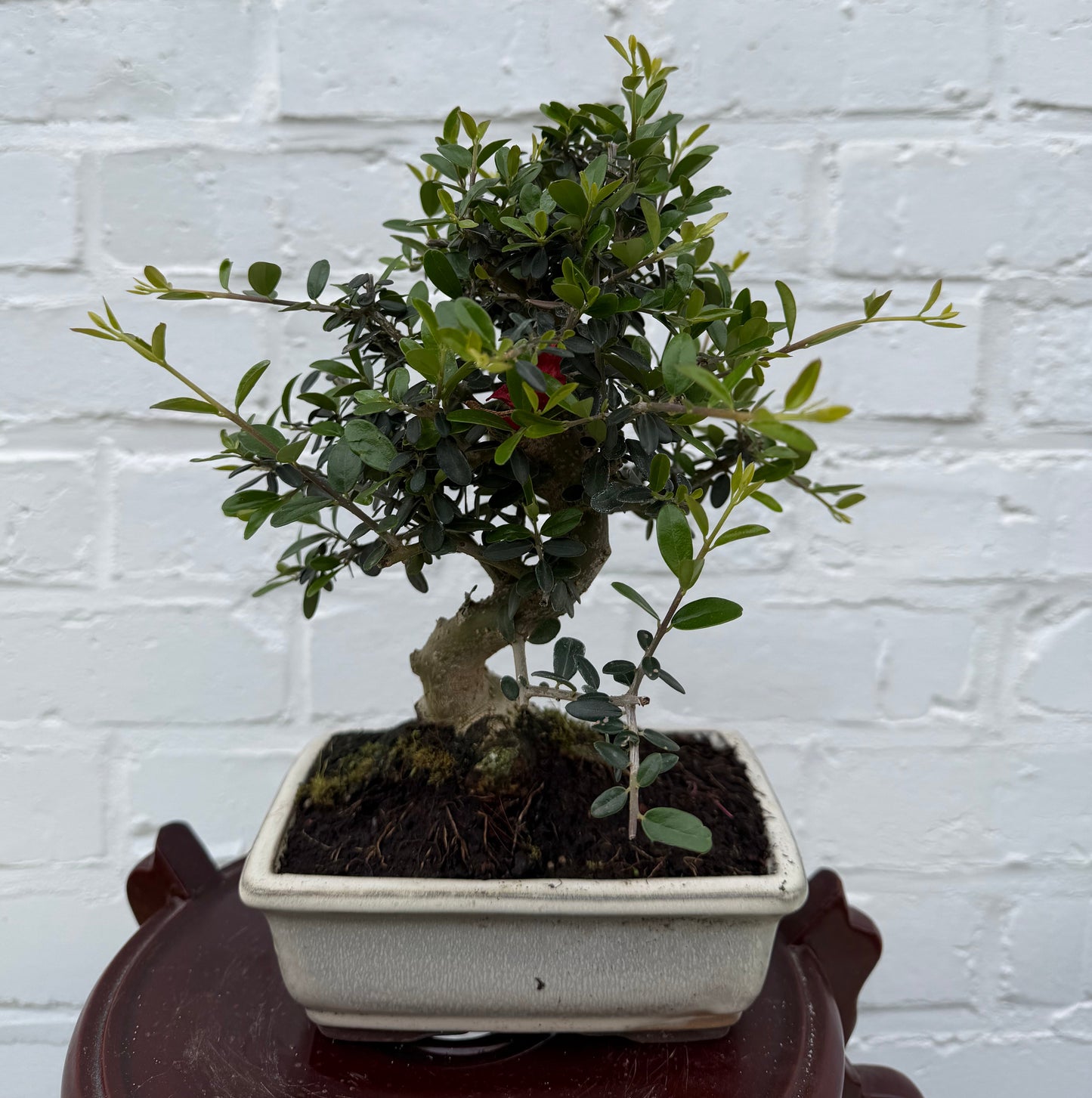 Europese olijfboom (Olea Europea) - 8 jaar oud