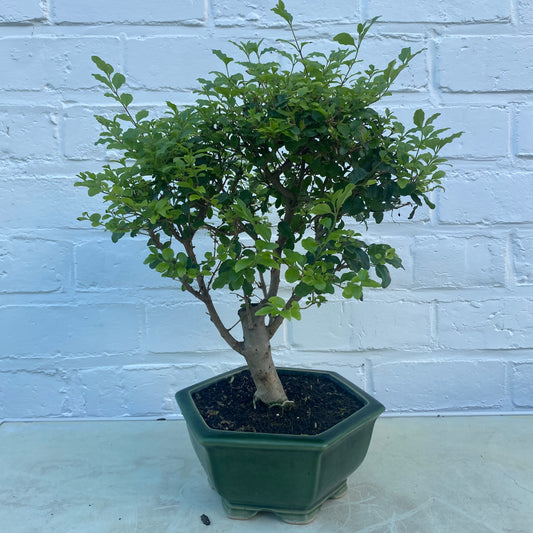 Bonsaï Liguster (Ligustrum aurea) - 9 jaar - 33 cm