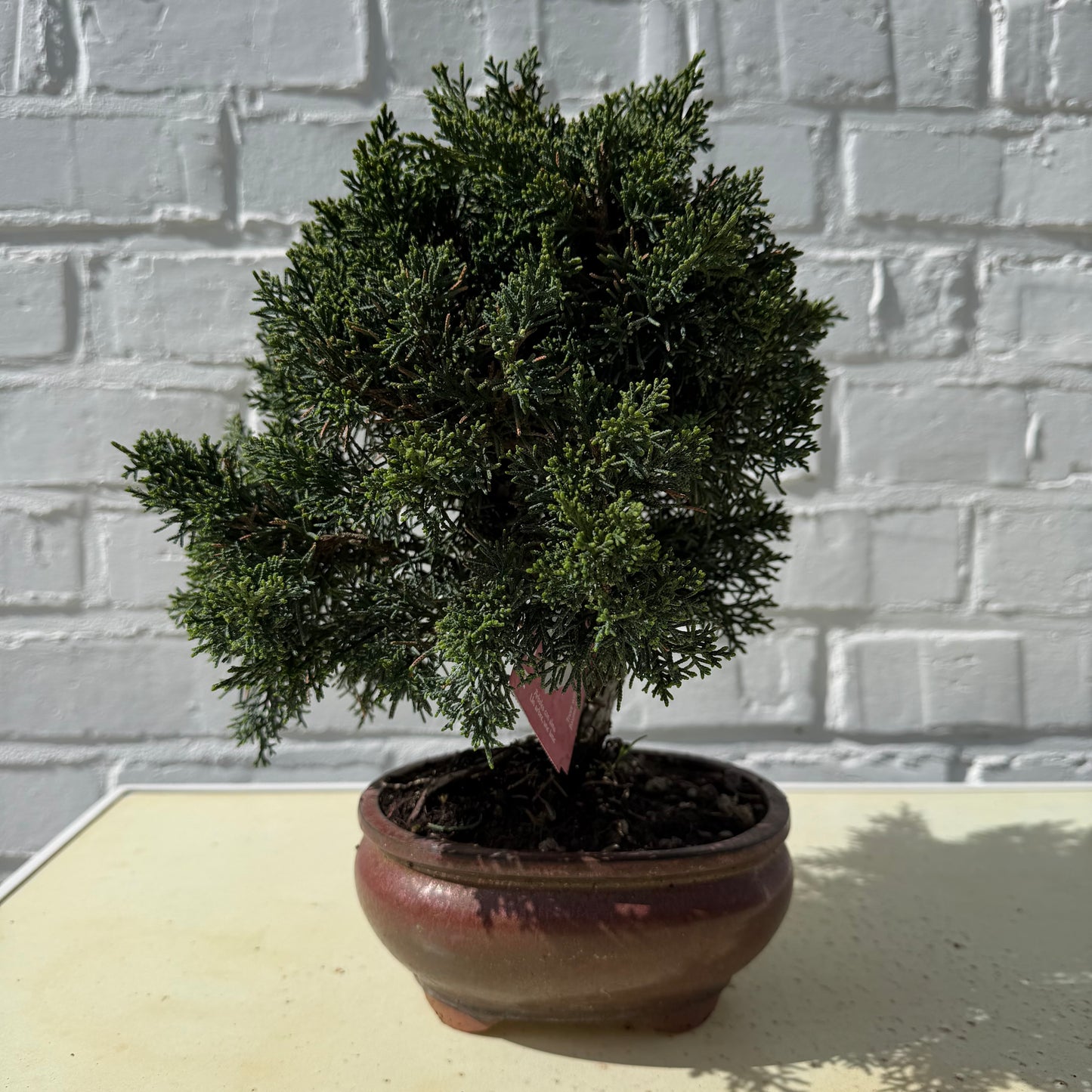 Jeneverbes Bonsai (Juniperus Chinensis Kyushu) - 25 cm