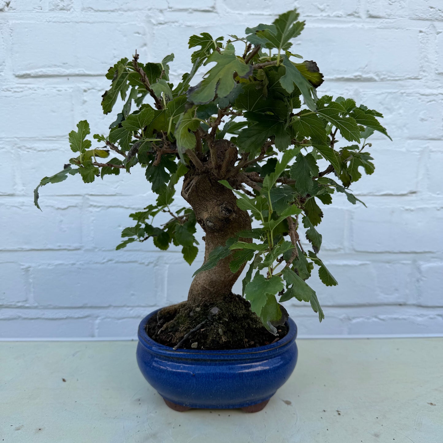 Moerbei Bonsai (Morus) - 14 jaar oud - 24 cm