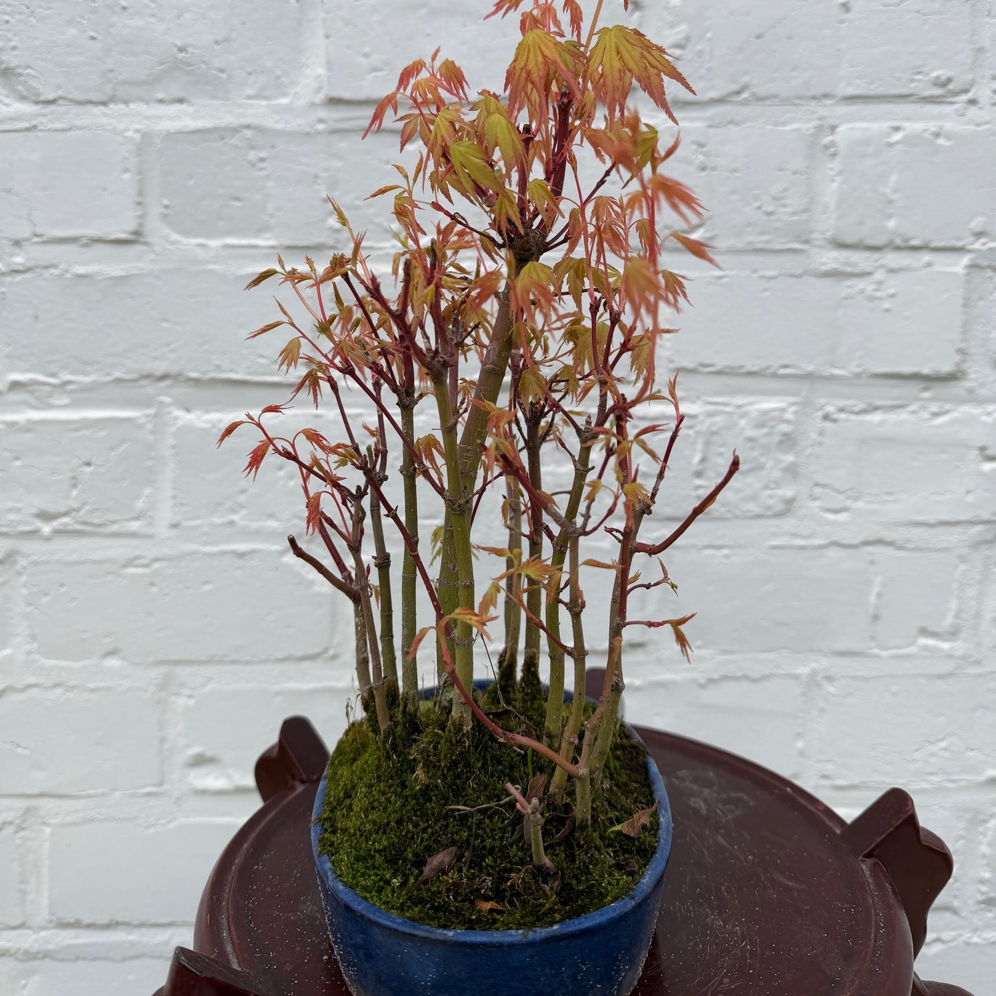 Japanse esdoorn (Acer palmatum Yamamomiji) - 25 cm