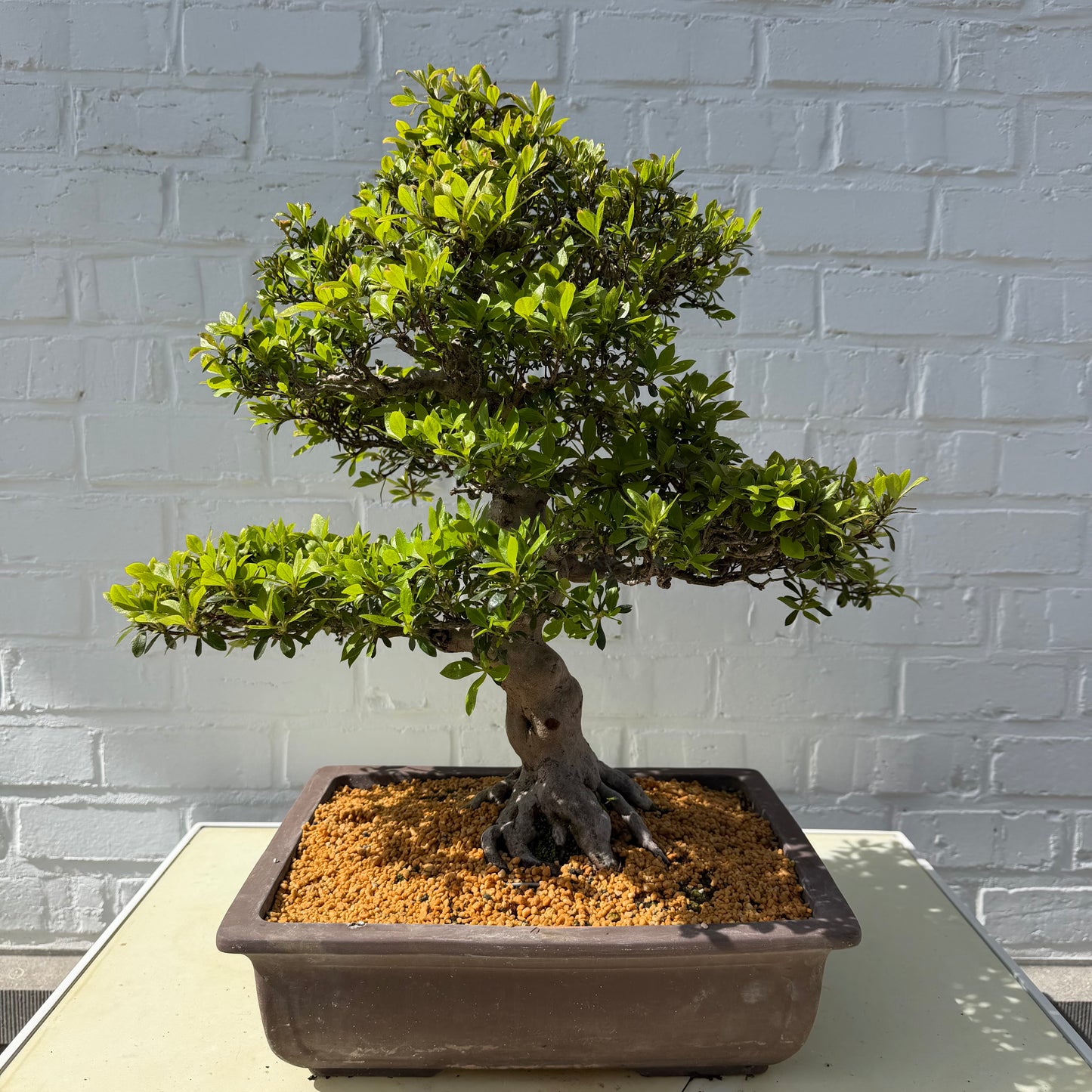 Satsuki Azalea Bonsai (Syouhounohikari) – 50 cm