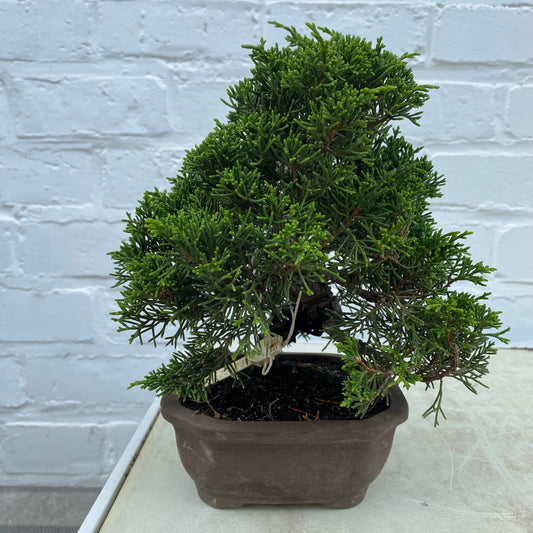 Bonsaï Jeneverbes  (Juniperus Chinensis) - 20 cm
