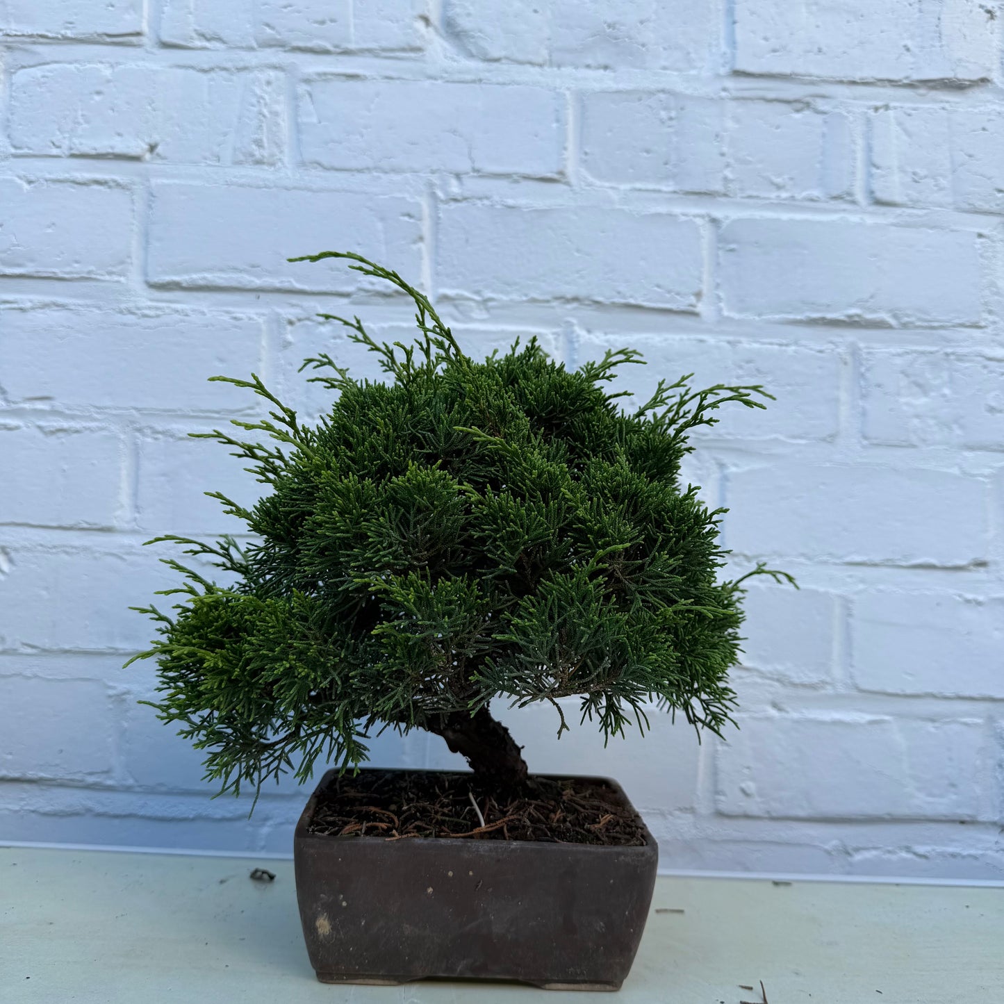 Bonsaï Jeneverbes  (Juniperus Chinensis) - 25 cm - 17 jaar