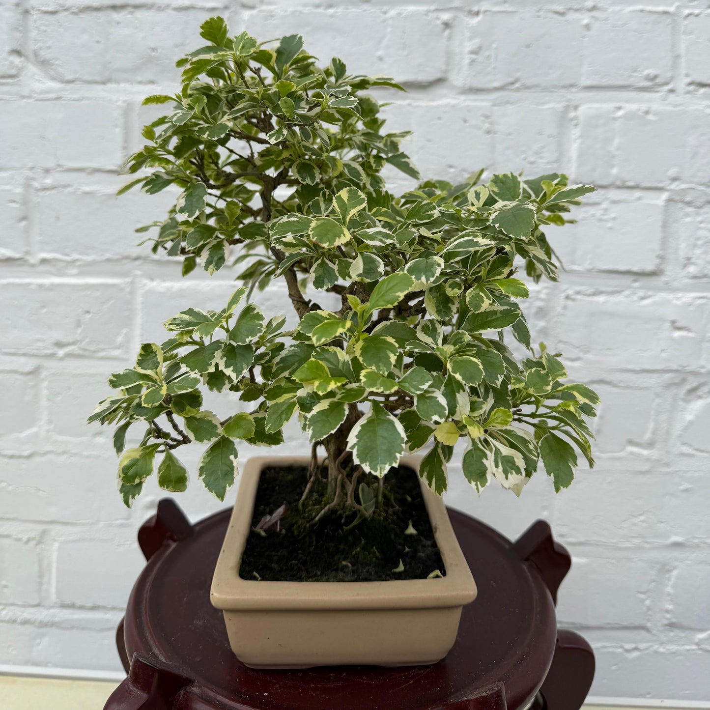 Bonsaï Durantha Repens Variegata  10 ans