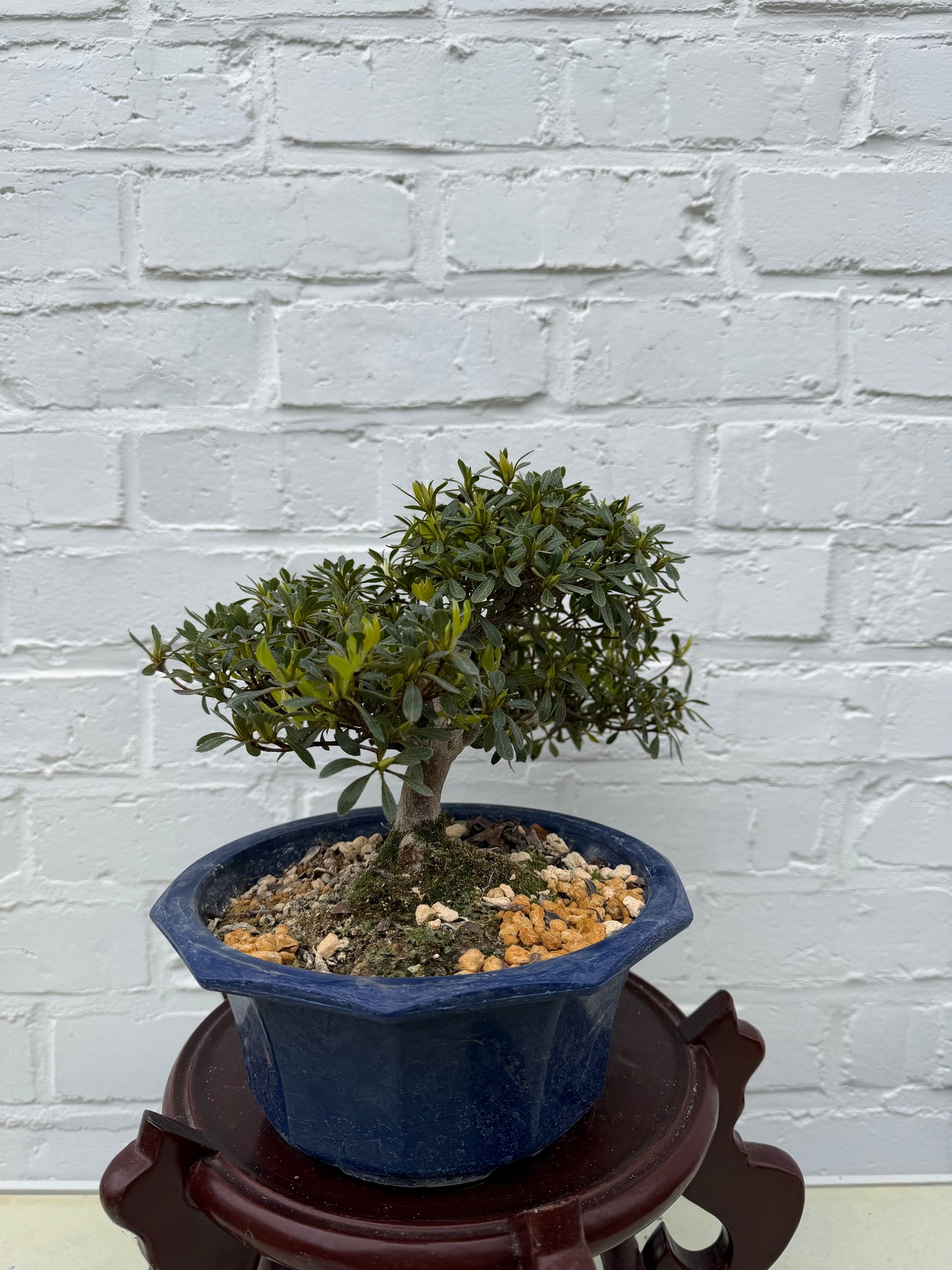 Azalea Satsuki Bonsai (Hakutsuru) - 17 cm