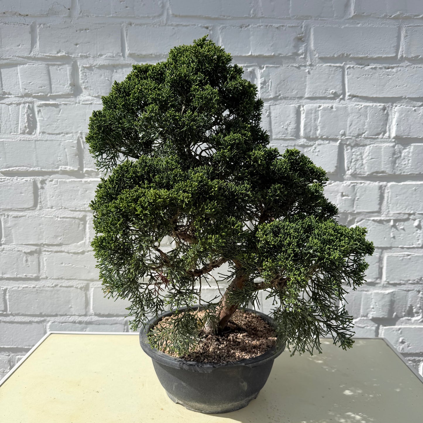 Jeneverbes Bonsai (Juniperus Chinensis Kyushu) - 45 cm