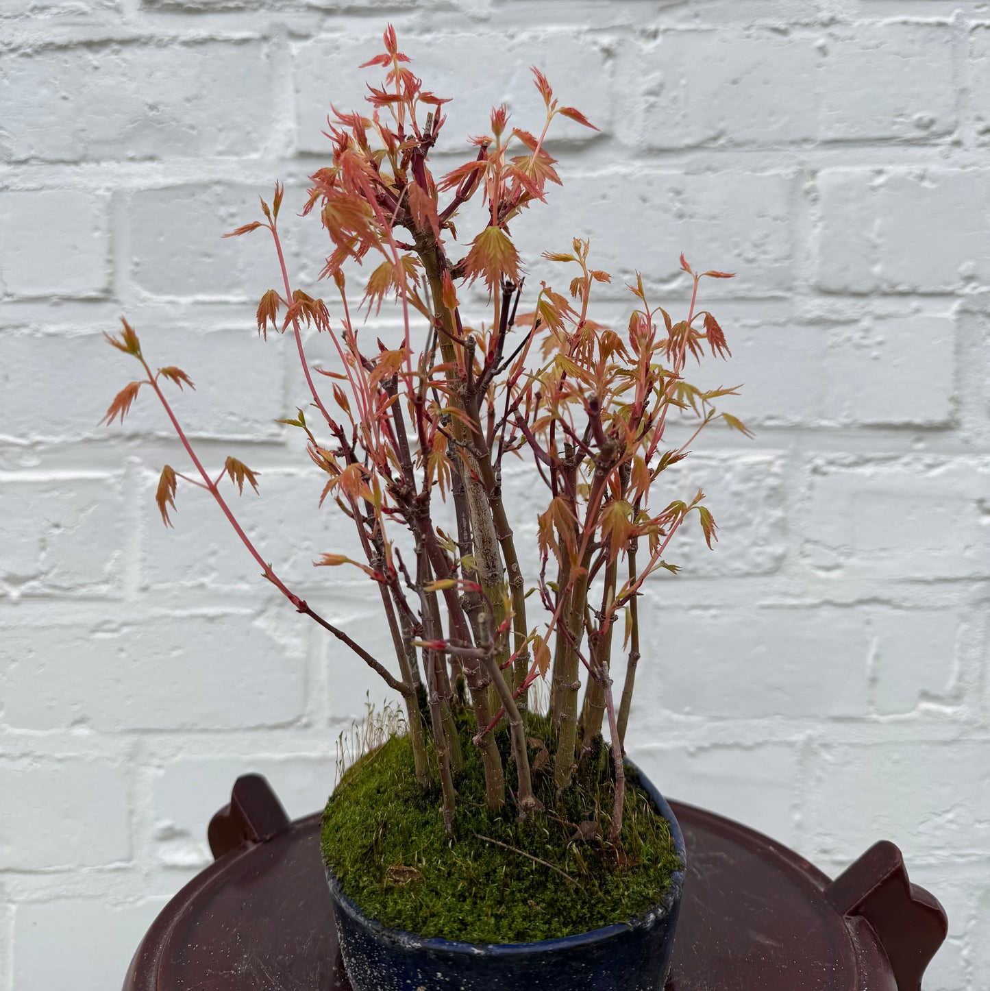 Japanse esdoorn (Acer palmatum Yamamomiji) - 27 cm