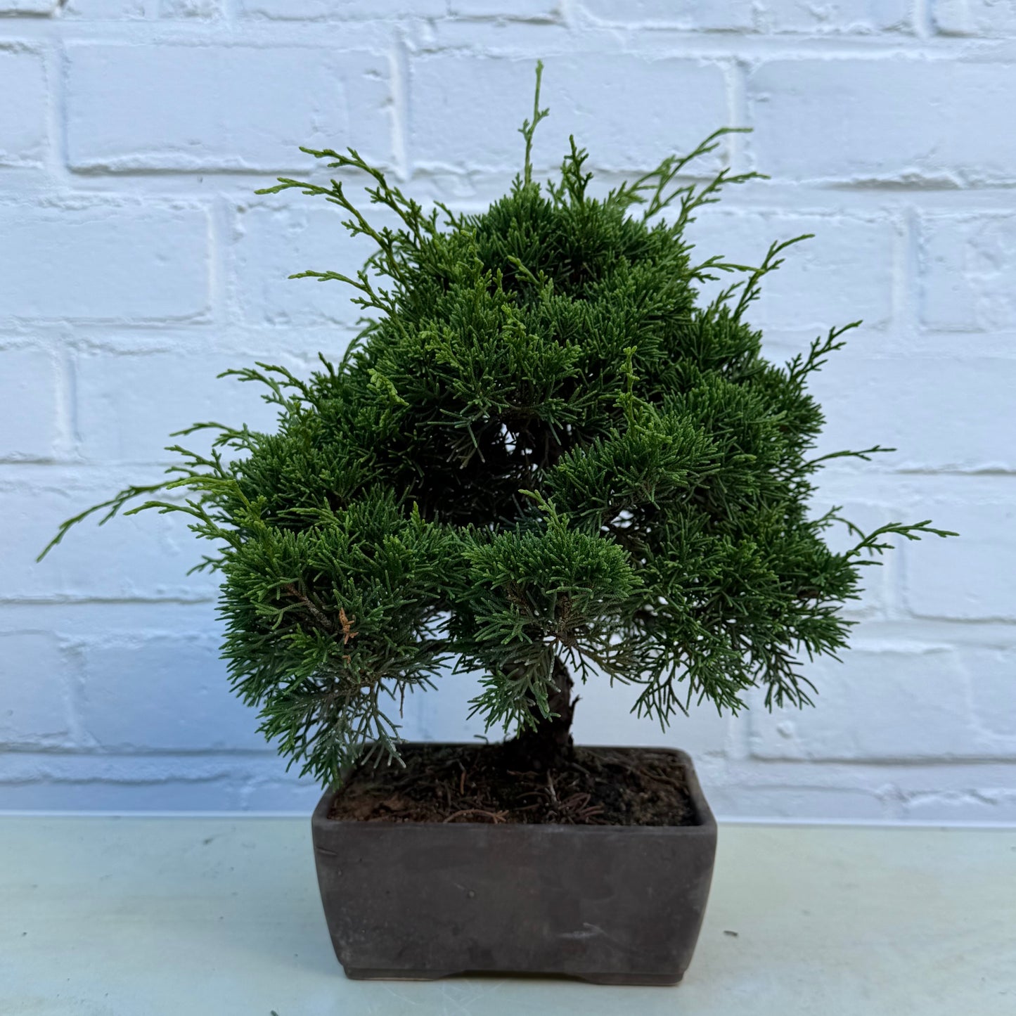 Bonsaï Genévrier  (Juniperus Chinensis) - 22 cm - 17 ans