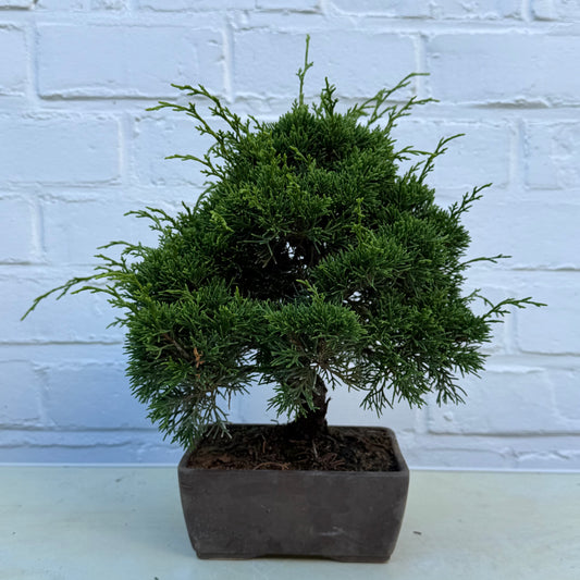 Bonsaï Genévrier  (Juniperus Chinensis) - 22 cm - 17 ans