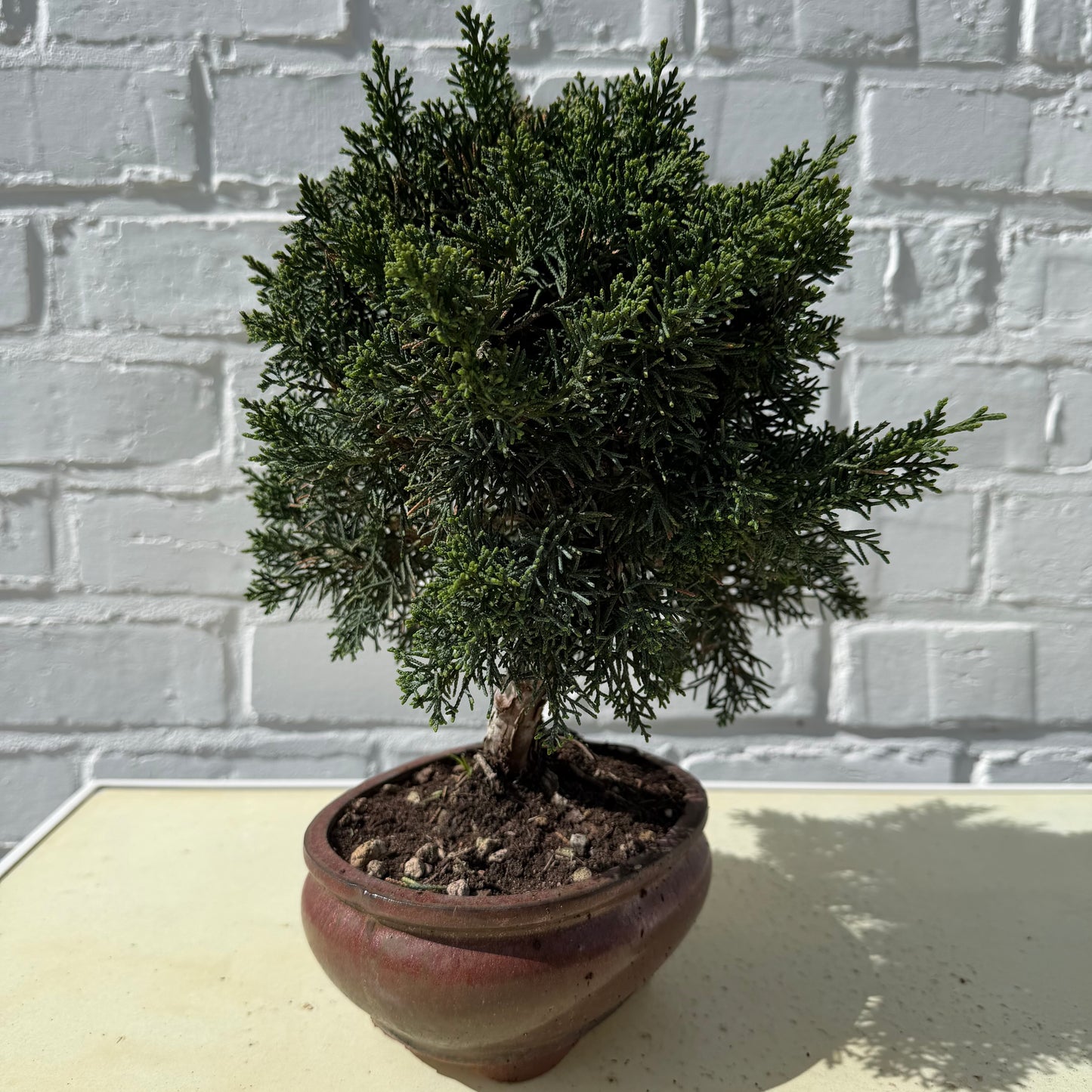 Jeneverbes Bonsai (Juniperus Chinensis Kyushu) - 25 cm