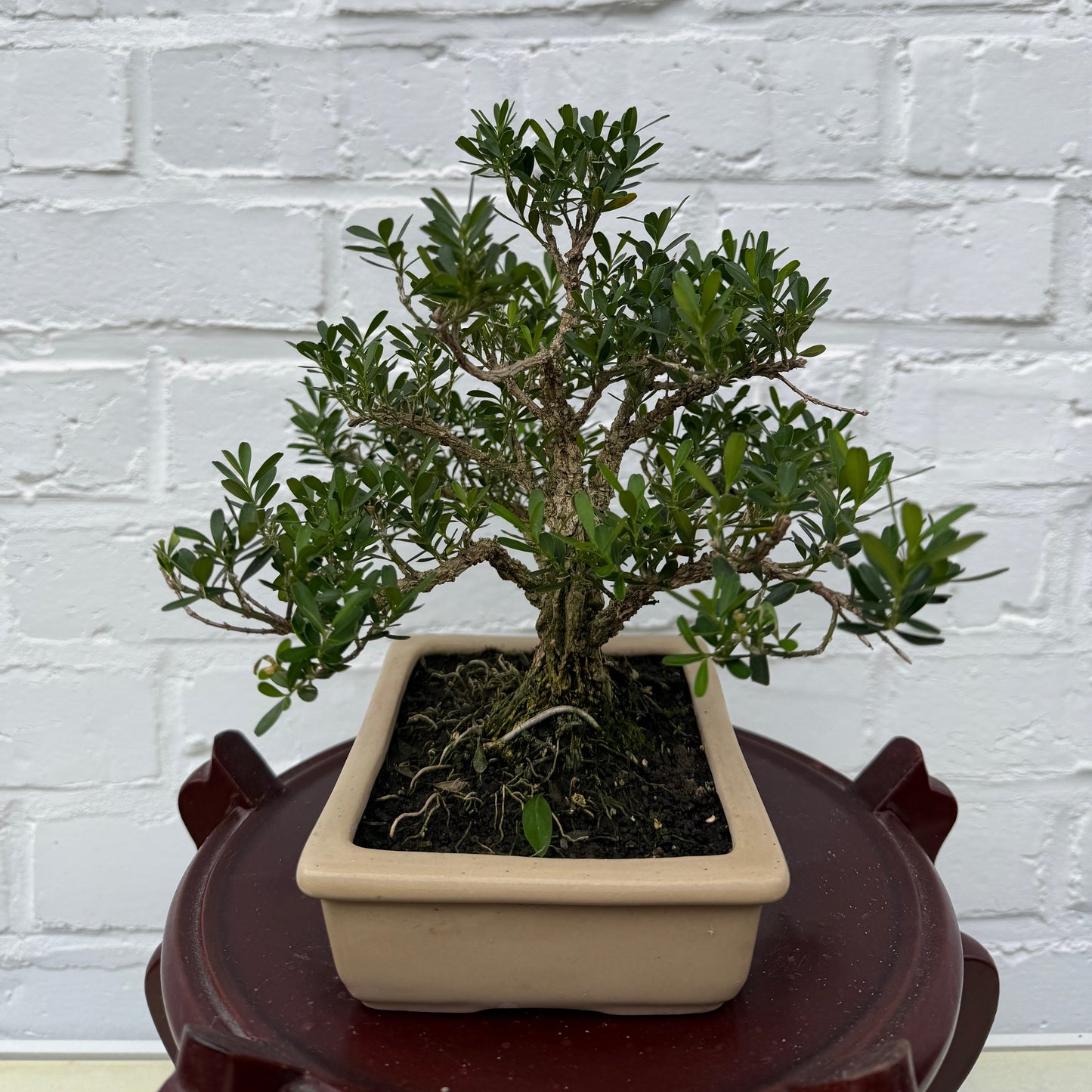 Bonsaï Malus - 23 cm