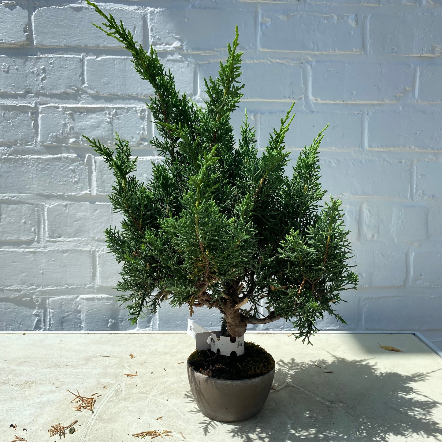 Bonsaï Shohin Jeneverbes (Juniperus Chinensis) - 20 cm