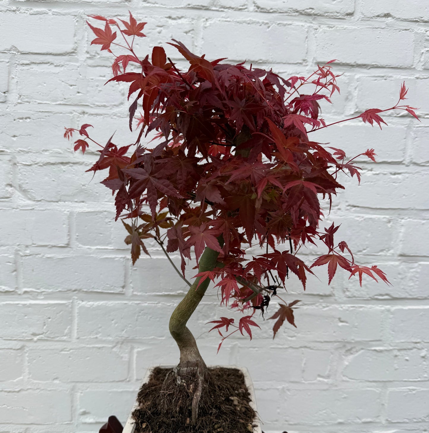Bonsaï Erable Japonnais Deshojo (Acer palmatum Deshojo) - 40 cm