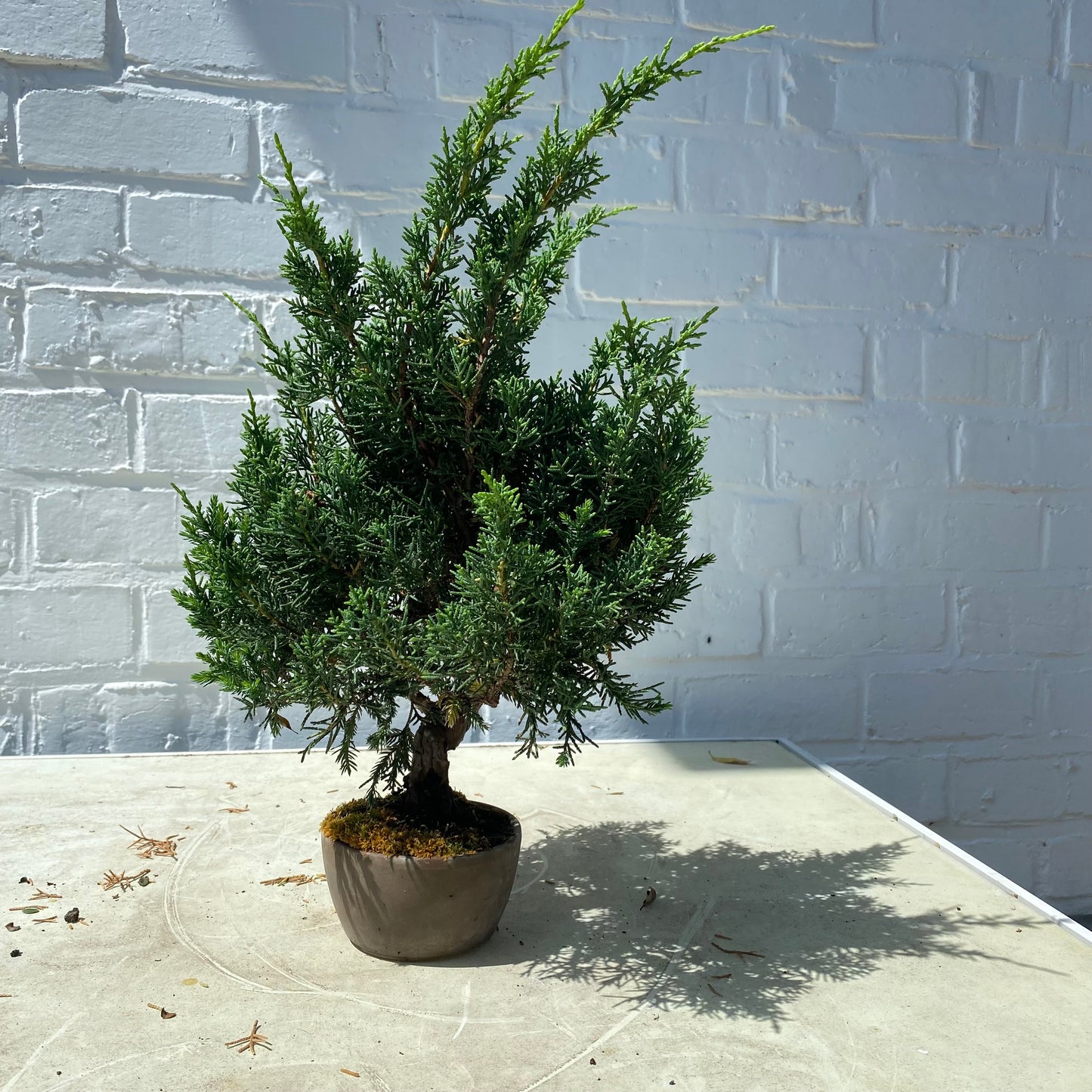 Bonsaï Shohin Jeneverbes (Juniperus Chinensis) - 20 cm