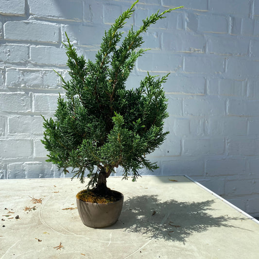Bonsaï Shohin Jeneverbes (Juniperus Chinensis) - 20 cm