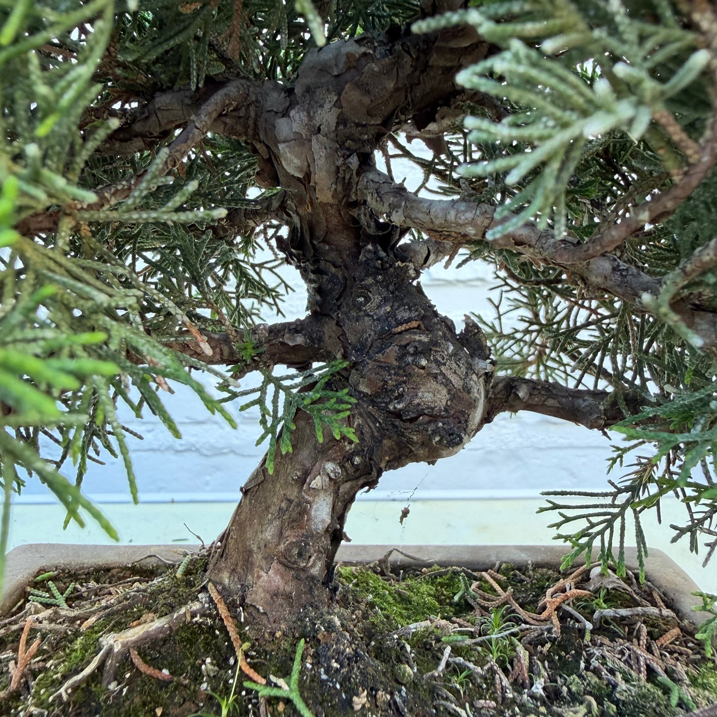 Bonsaï Jeneverbes  (Juniperus Chinensis) - 25 cm - 17 jaar