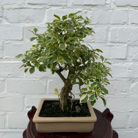 Bonsaï Durantha Repens Variegata  10 ans