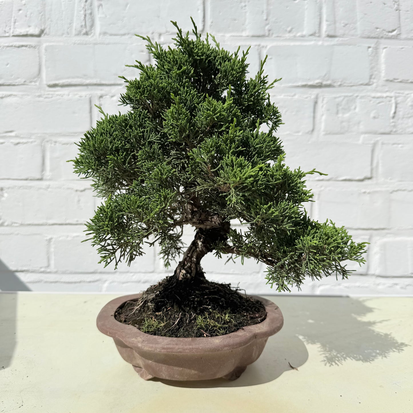 Bonsaï Genévrier  (Juniperus Chinensis) - 26 cm - 17 ans