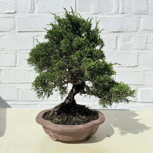 Bonsaï Genévrier  (Juniperus Chinensis) - 26 cm - 17 ans