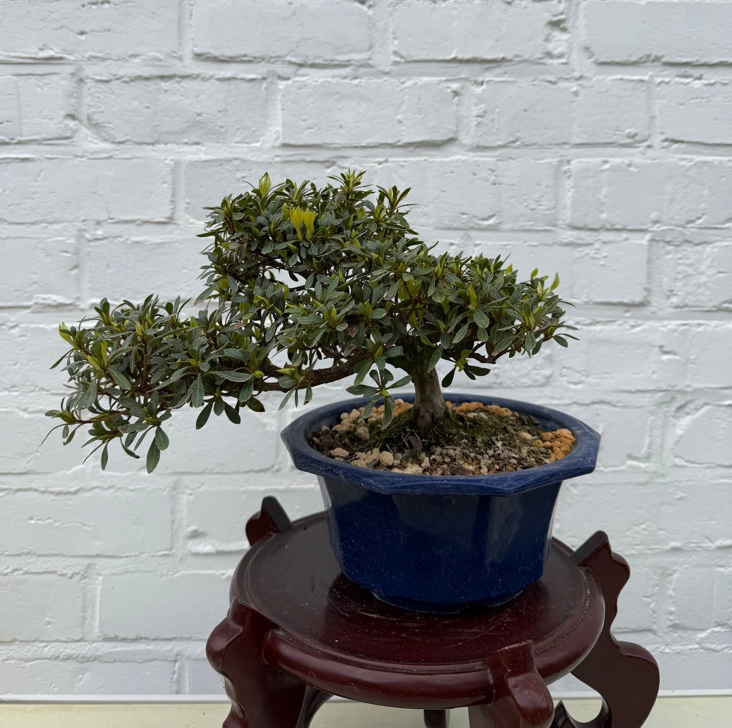 Azalea Satsuki Bonsai (Hakutsuru) - 17 cm