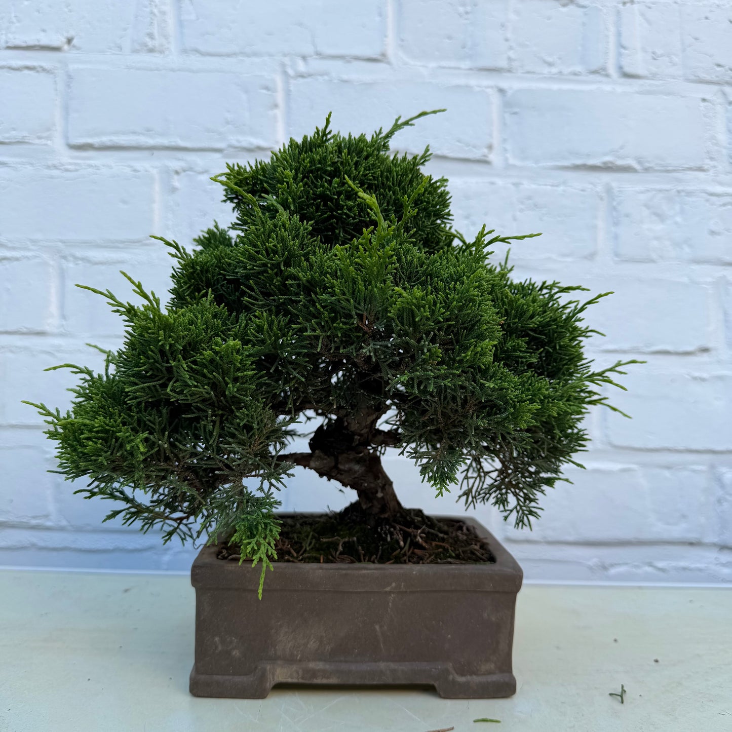 Bonsaï Genévrier  (Juniperus Chinensis) - 23 cm - 17 ans