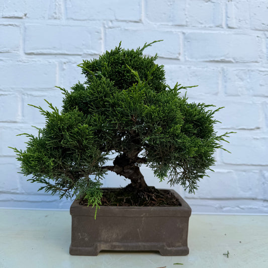 Bonsaï Genévrier  (Juniperus Chinensis) - 23 cm - 17 ans