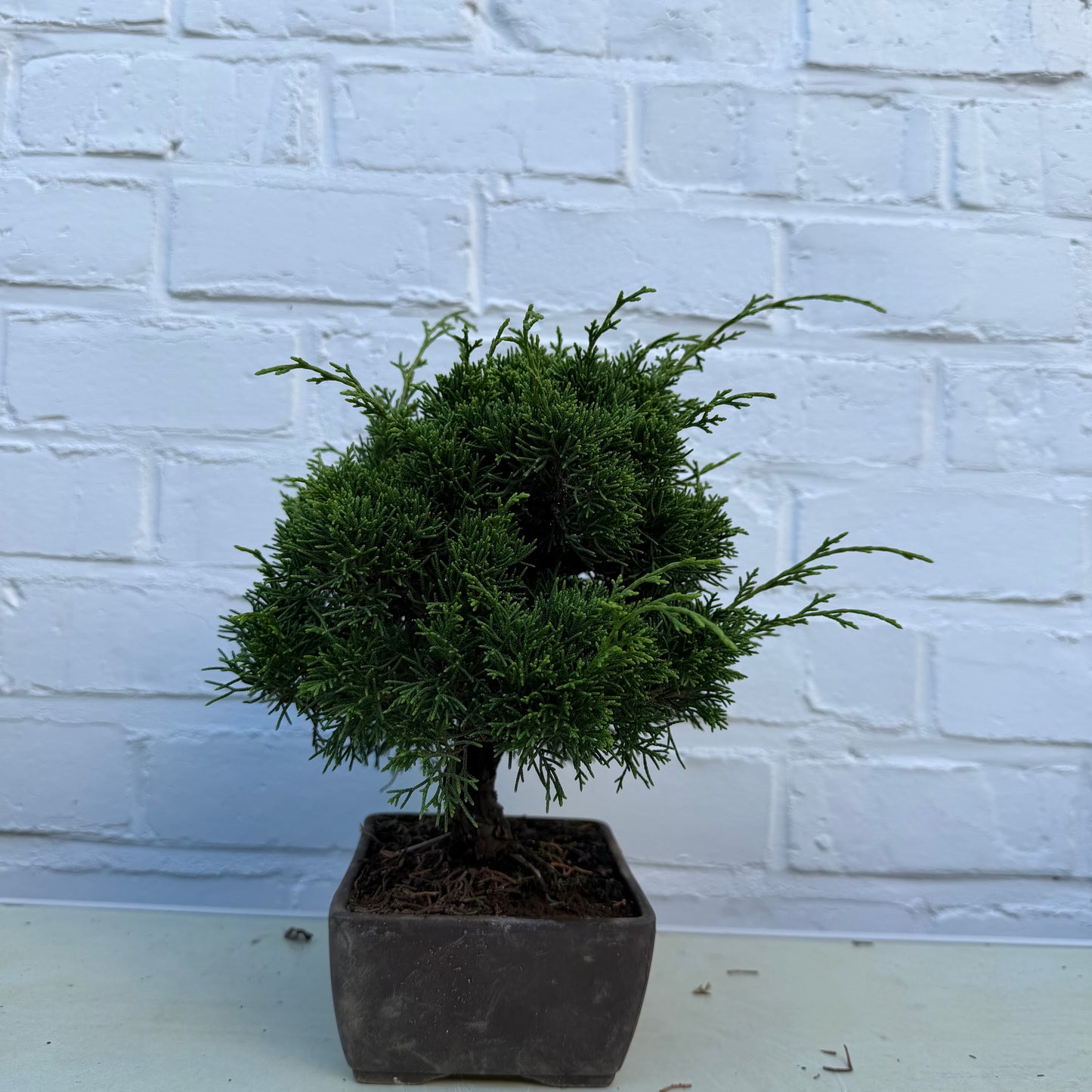 Bonsaï Jeneverbes  (Juniperus Chinensis) - 25 cm - 17 jaar