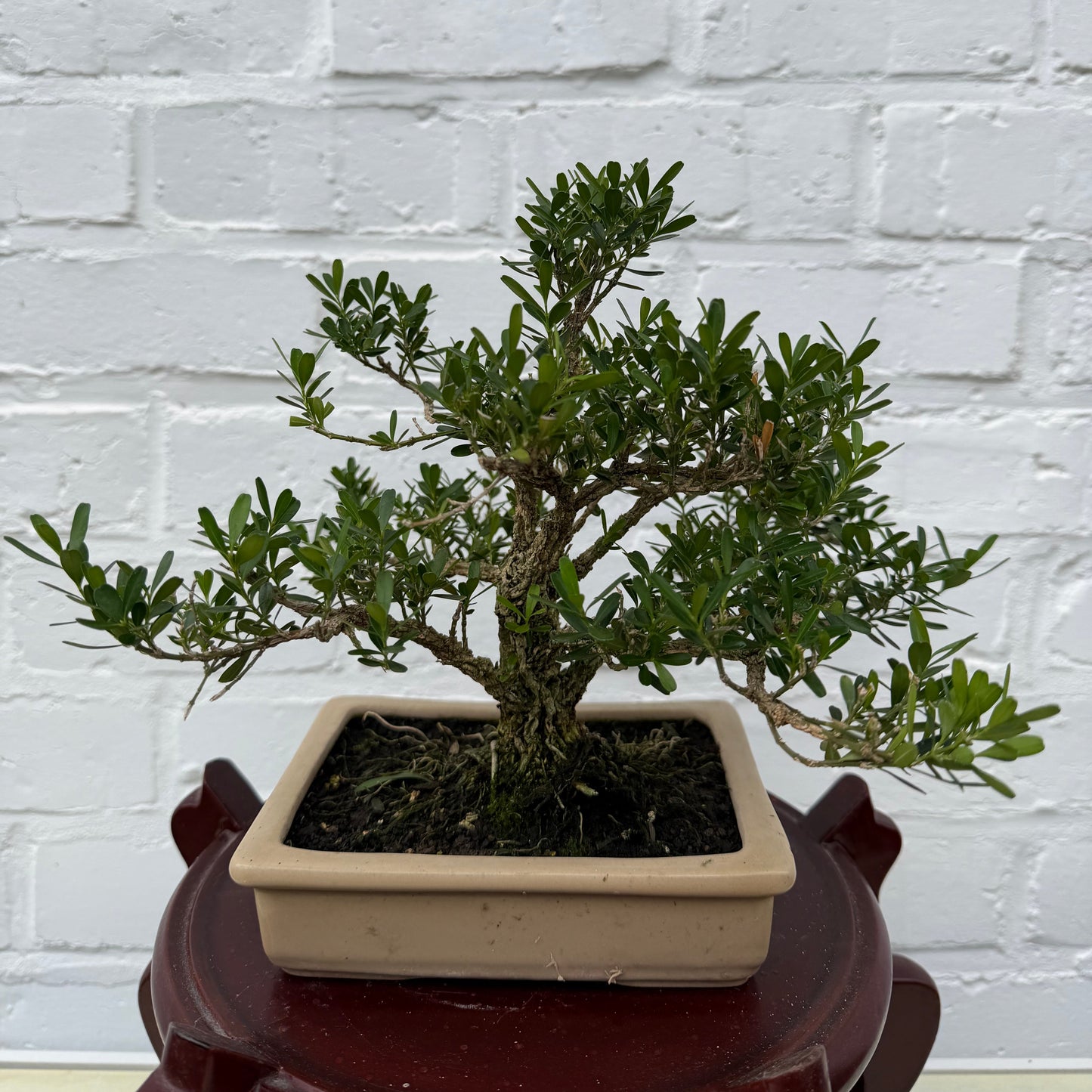 Bonsaï Malus - 23 cm
