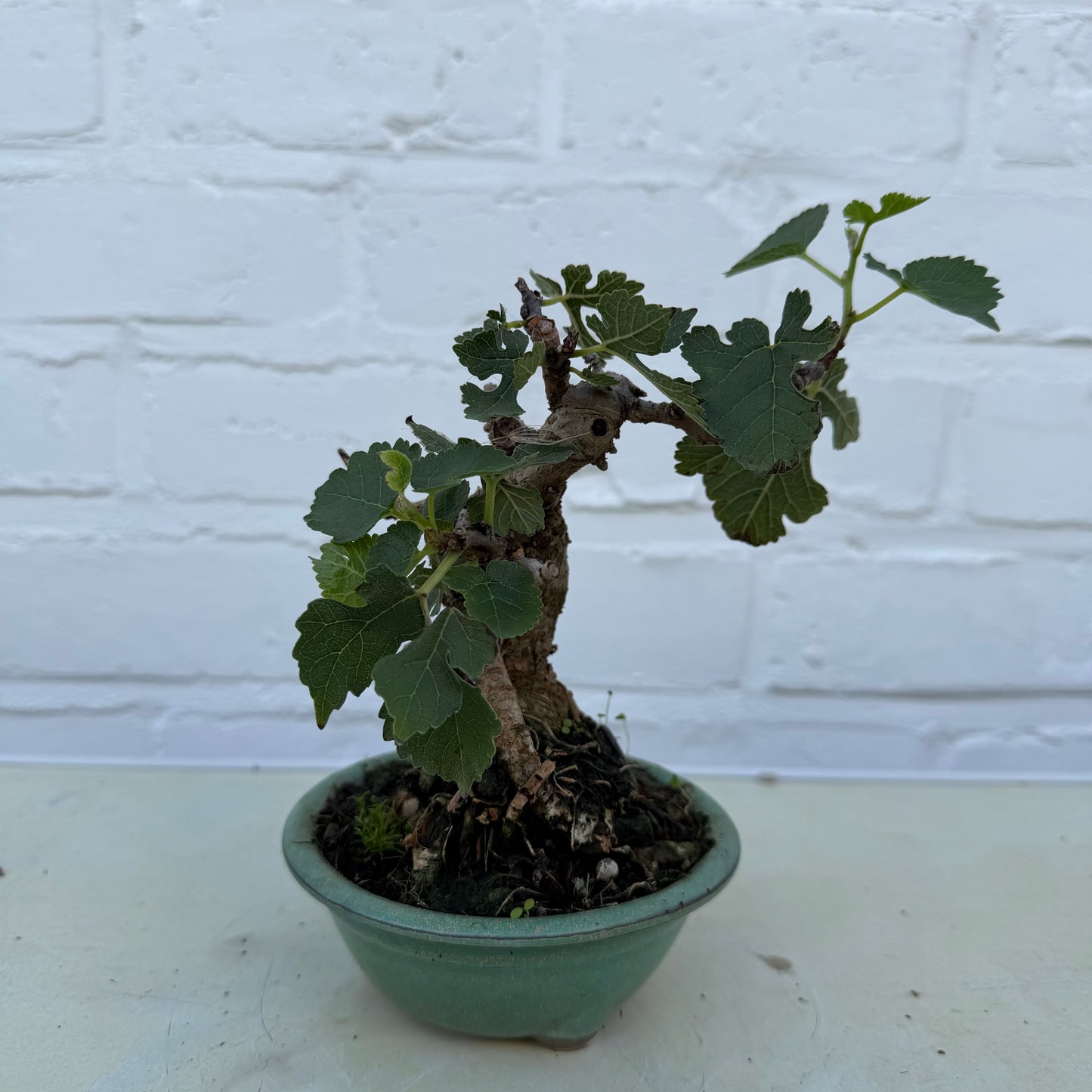 Bonsaï Mûrier (Morus) 13 ans - 14 cm