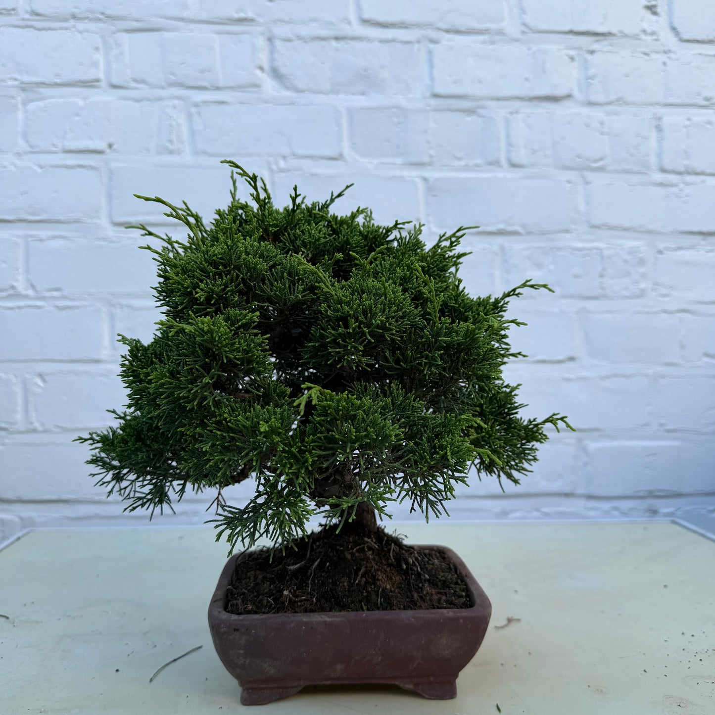 Bonsaï Jeneverbes  (Juniperus Chinensis) - 25 cm - 17 jaar