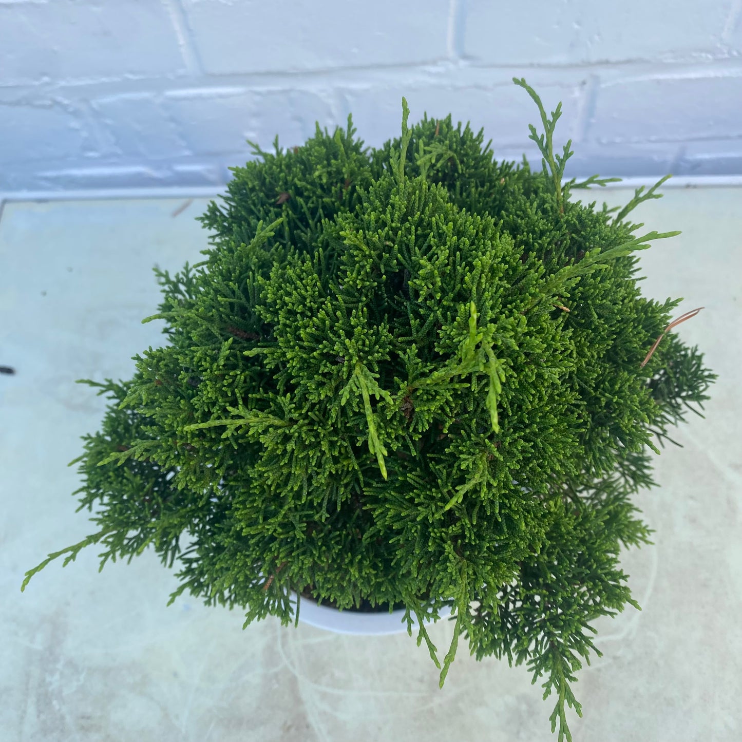 Bonsaï Jeneverbes  (Juniperus Chinensis) 18jaar- 20 cm