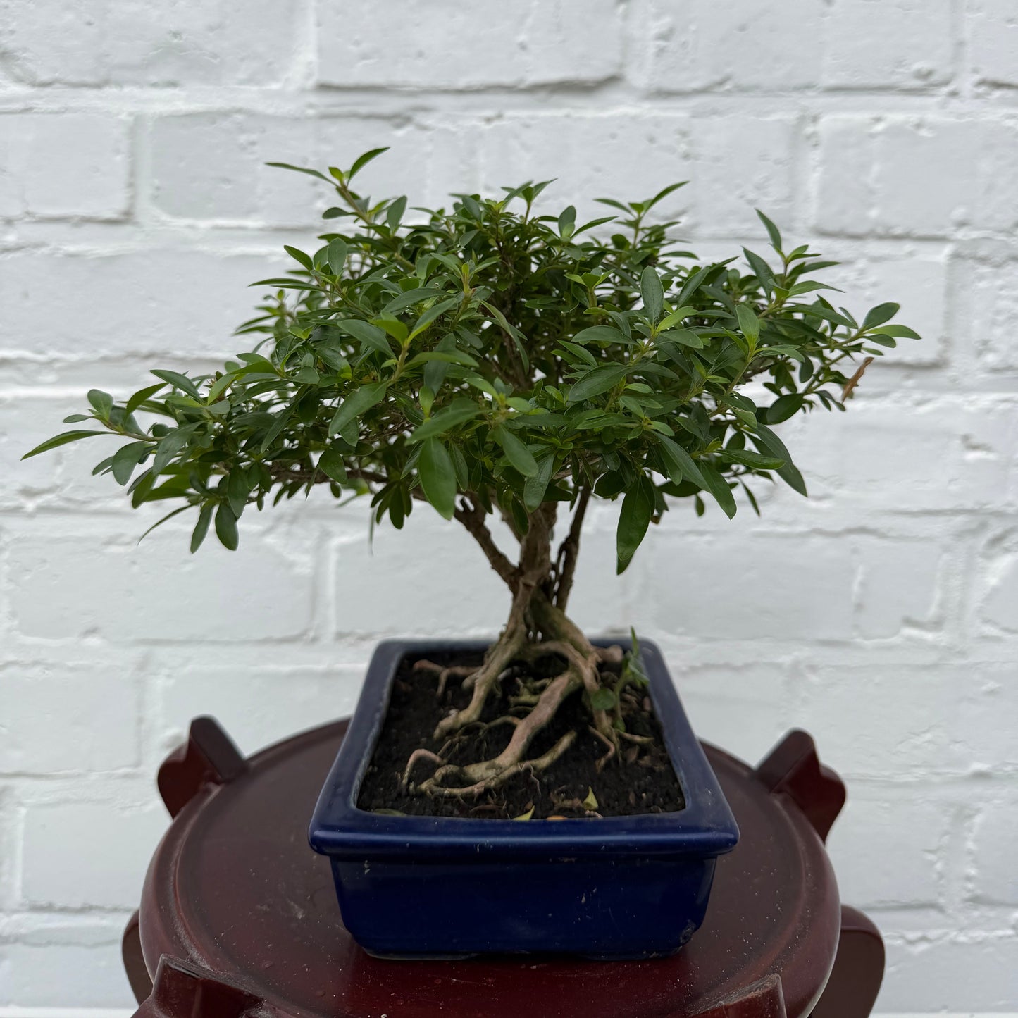 Bonsaï Serissa Phoetida 10 ans