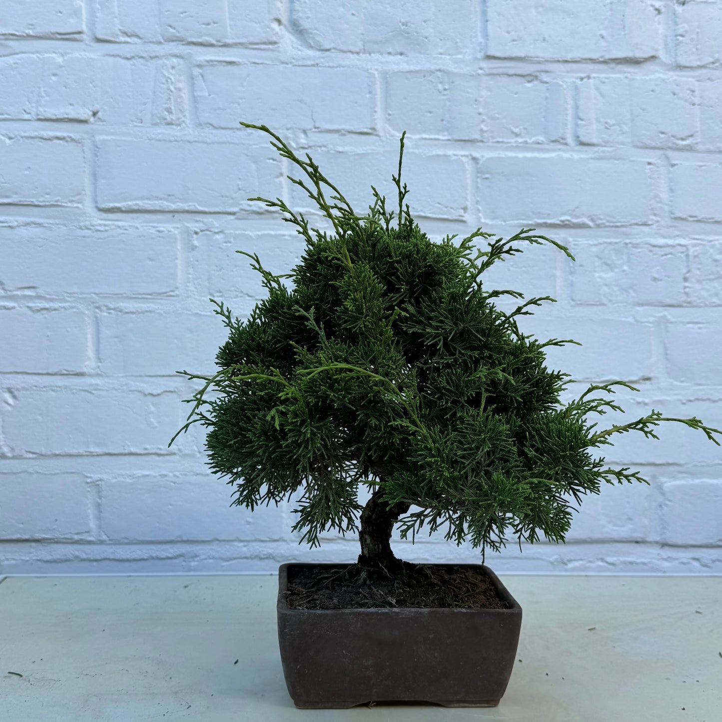 Bonsaï Genévrier  (Juniperus Chinensis) - 22 cm - 17 ans