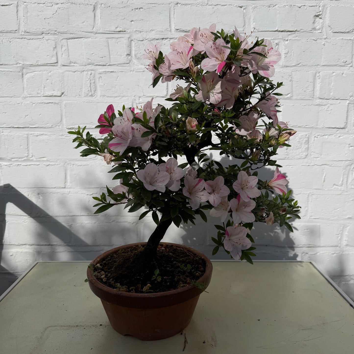 Bonsaï Azalée Satsuki - 38 cm