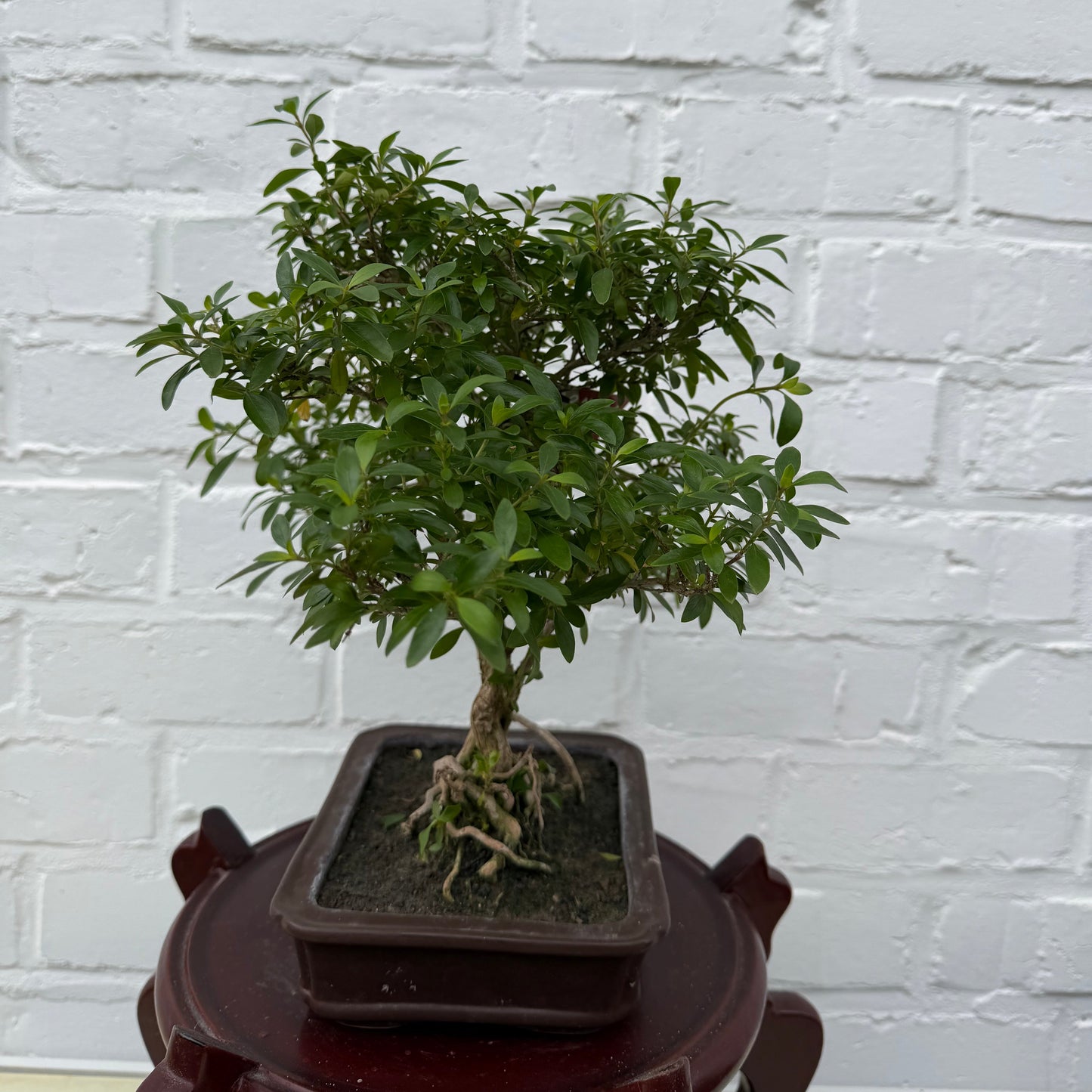 Bonsaï Serissa Phoetida 10 ans