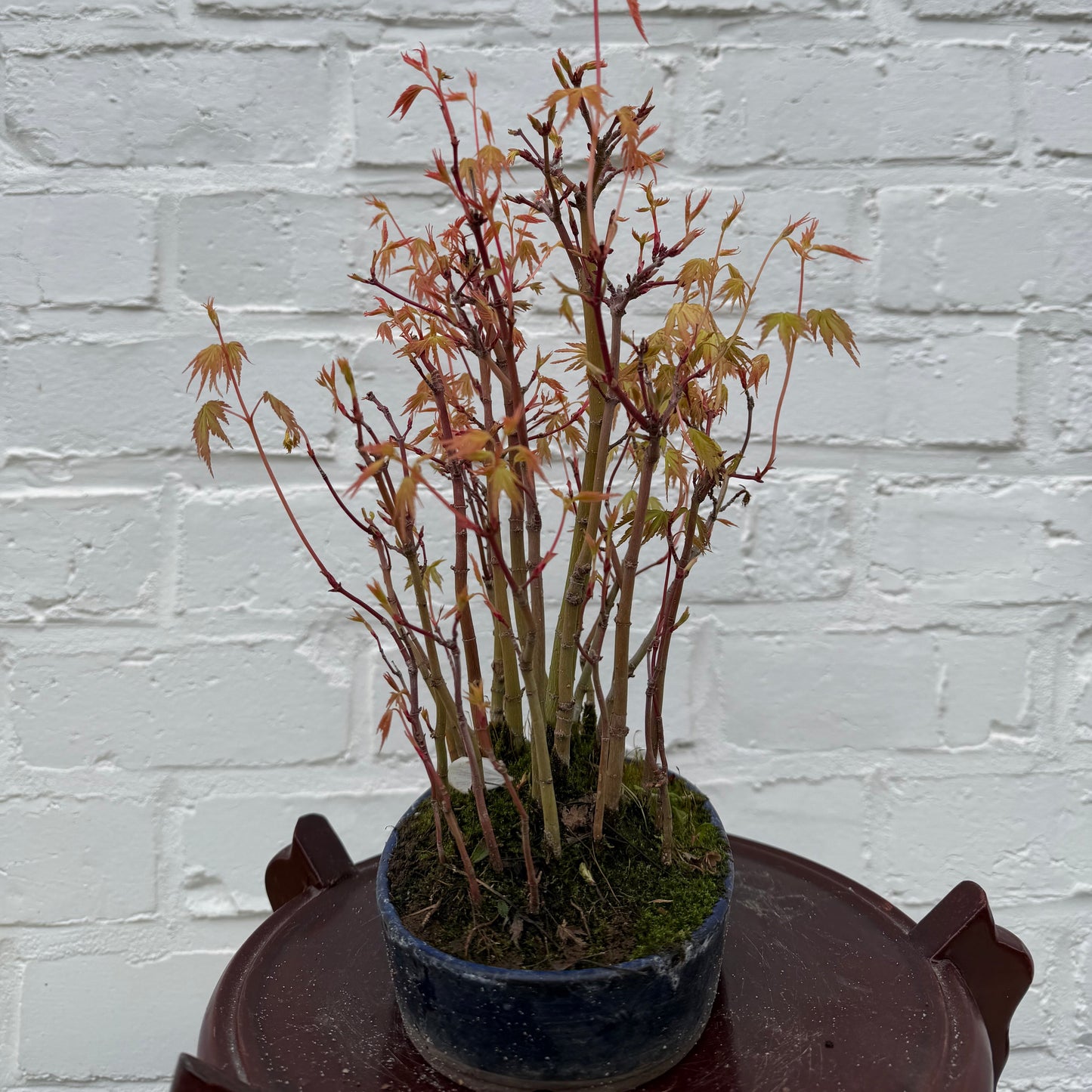 Bonsaï Erable Palmé (Acer palmatum Yamamomiji) - 24 cm