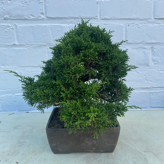 Bonsaï Jeneverbes  (Juniperus Chinensis) - 20 cm