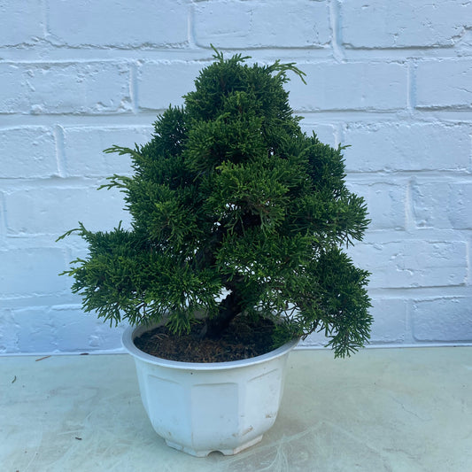 Bonsaï Jeneverbes  (Juniperus Chinensis) 18jaar - 23 cm