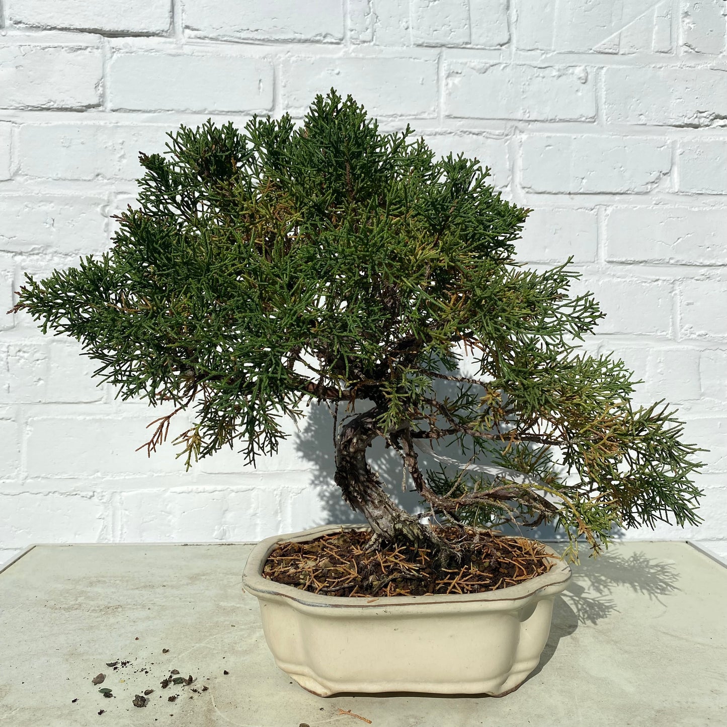 Bonsaï Genévrier  (Juniperus Chinensis) - 28 cm