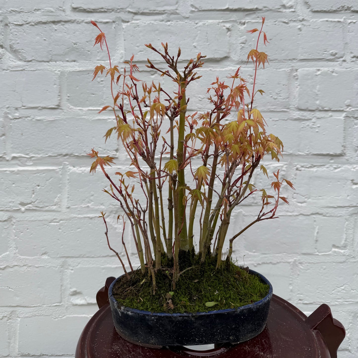 Bonsaï Erable Palmé (Acer palmatum Yamamomiji) - 24 cm