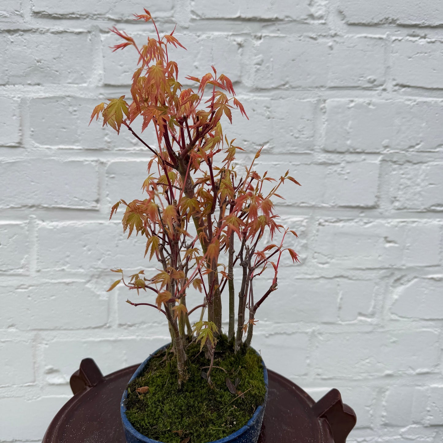 Japanse esdoorn (Acer palmatum Yamamomiji) - 25 cm