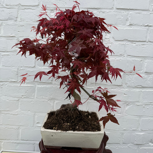 Bonsaï Erable Japonnais Deshojo (Acer palmatum Deshojo) - 40 cm