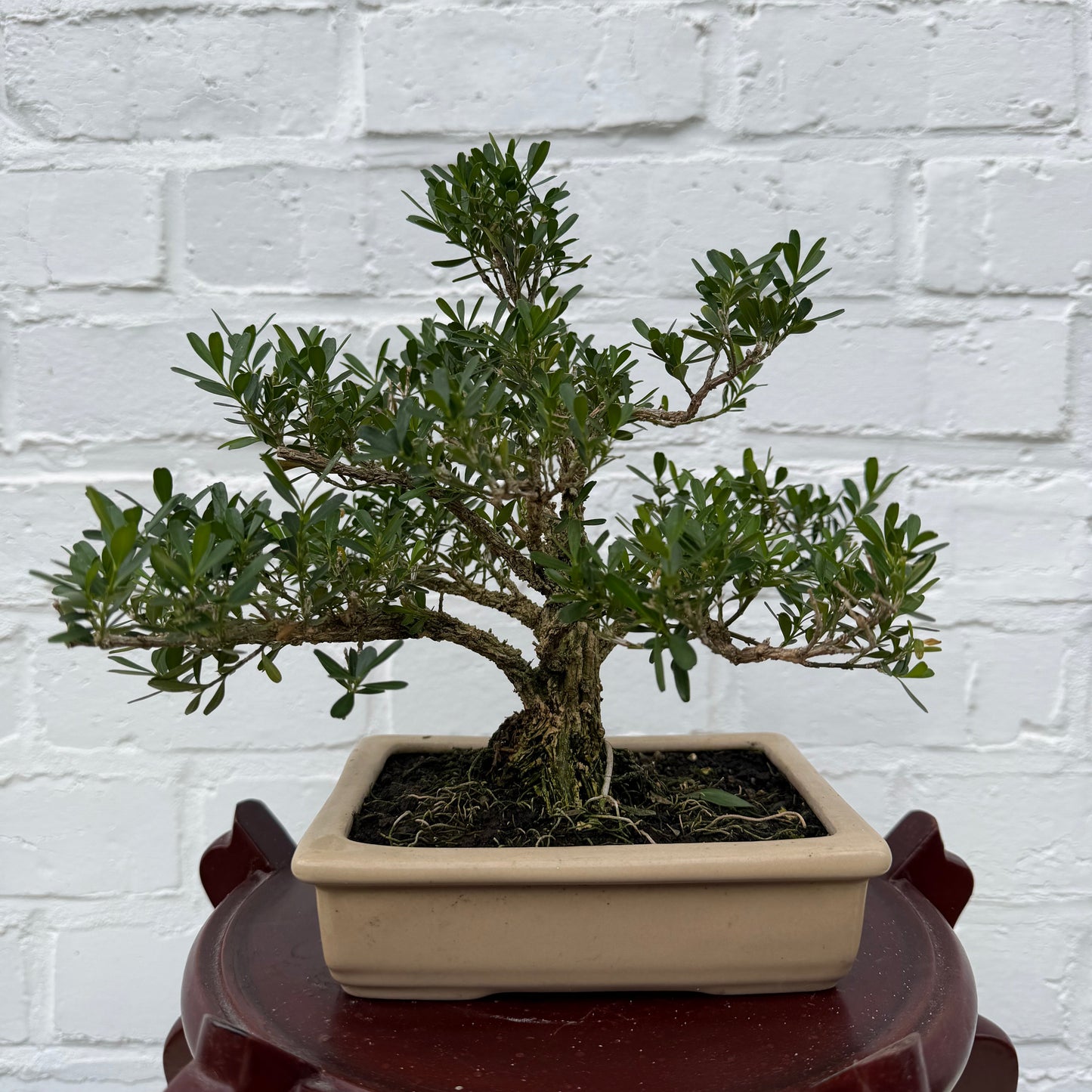 Bonsaï Malus - 23 cm
