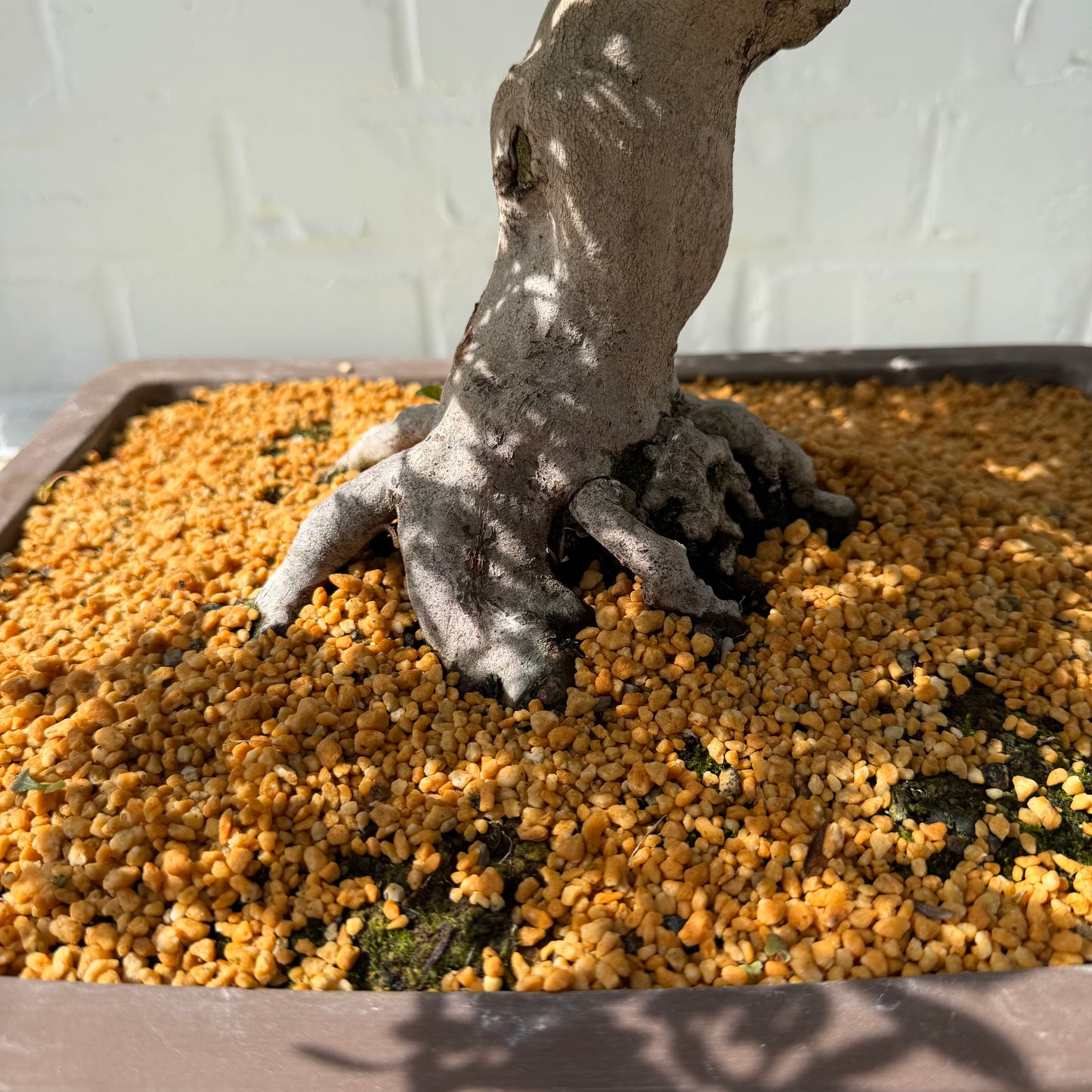 Satsuki Azalea Bonsai (Syouhounohikari) – 50 cm