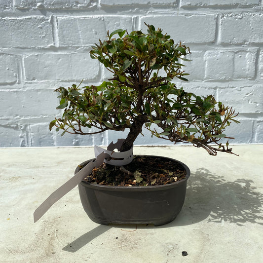Bonsaï shohin Azalée (Rhododendron Indicum) – 10 ans
