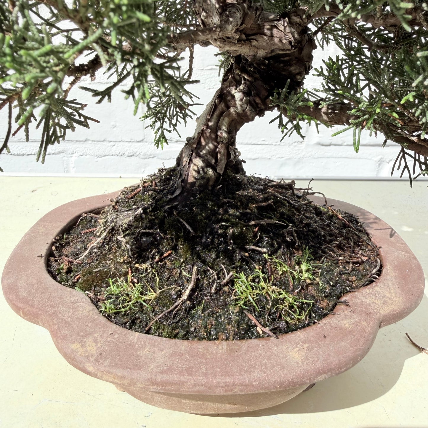 Bonsaï Genévrier  (Juniperus Chinensis) - 26 cm - 17 ans