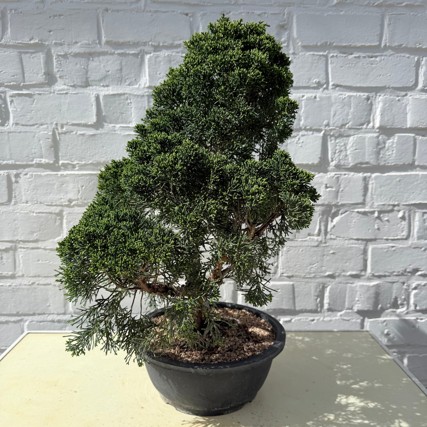 Jeneverbes Bonsai (Juniperus Chinensis Kyushu) - 45 cm