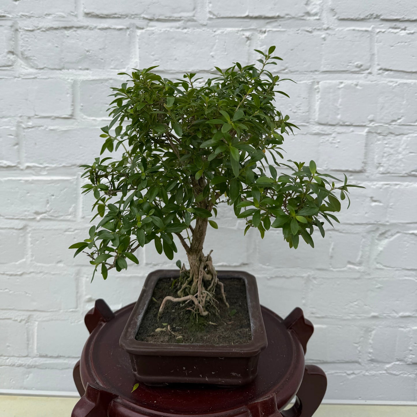 Bonsaï Serissa Phoetida 10 ans